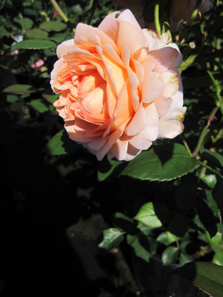 Englische Rose Ambridge Rose2